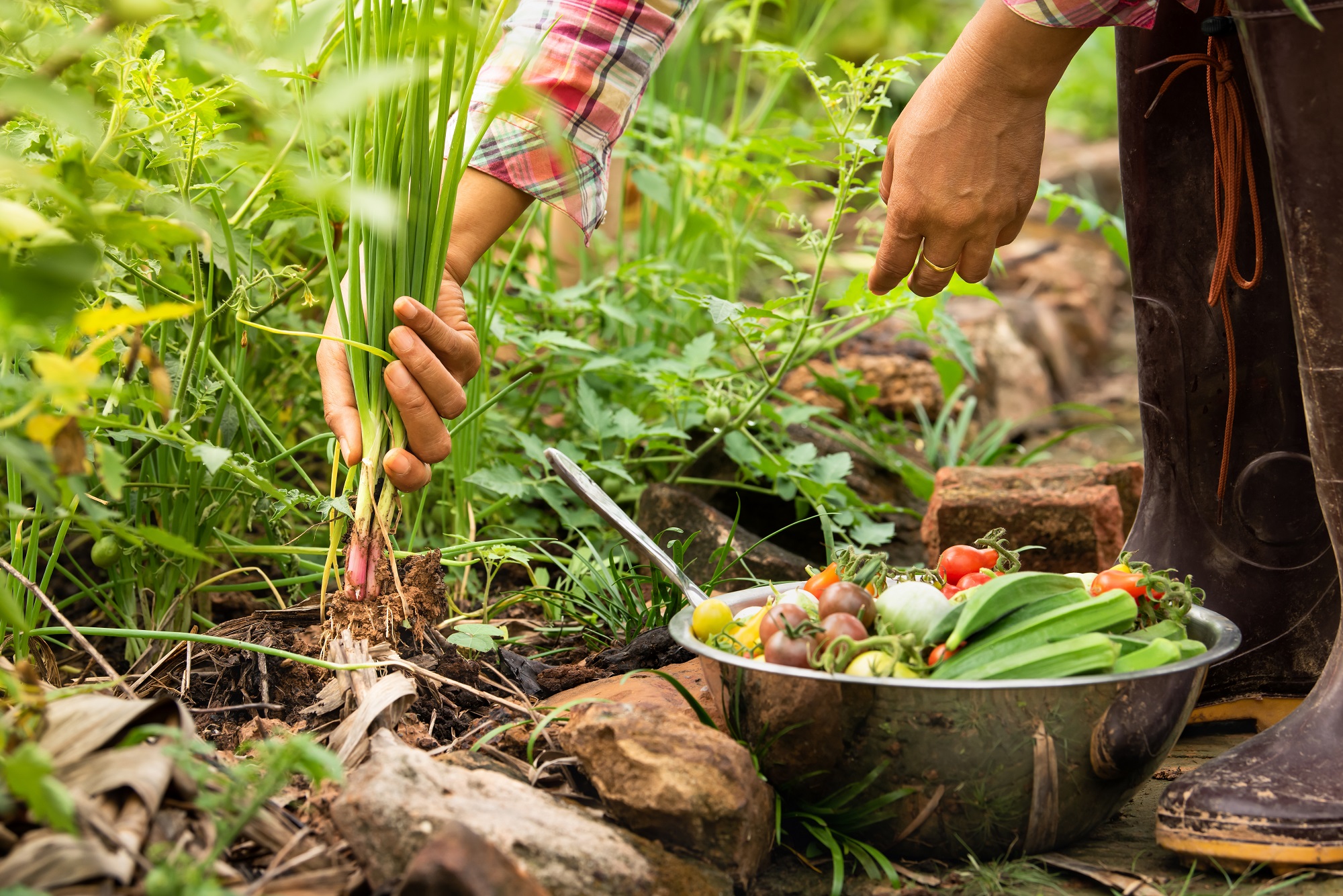 الزراعة العضوية في المناطق الفقيرة: تعزيز الأمان الغذائي والاستدامة البيئية