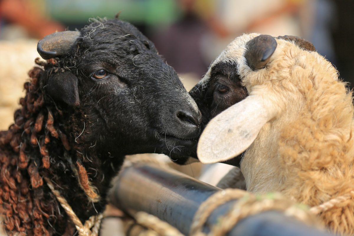 فضل وأجر الأضحية: شروطها وحكمتها في عيد الأضحى